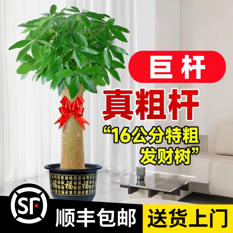 【巨杆发财树】巨杆粗15公分-高1.7-1.8米（顺丰包邮）招财开业