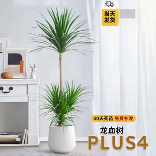 双层龙须树盆栽高杆造型植物 龙血树 1.4 1.6米