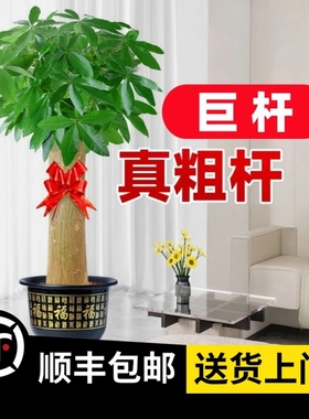 【巨杆发财树】巨杆粗15公分-高1.7-1.8米（顺丰包邮）招财开业
