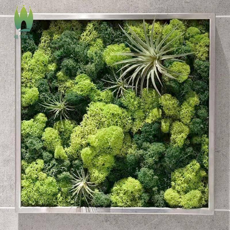 鹿角艺藓植被藓永墙苔藓植物造景NGB青苔真花材生料仿真景观干花