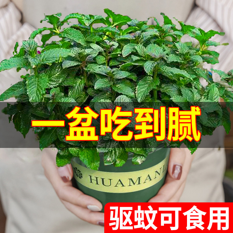 速发柠香薄食盆栽可荷用留兰檬迷迭香猫草水培绿植物好养驱蚊室内
