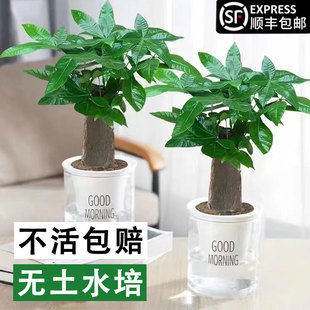 速发发财卉小盆栽桌面室内绿植物摆培花树办公室绿萝四季 好养盆景