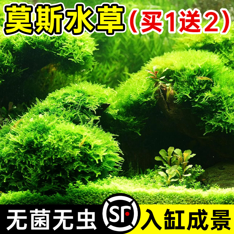 速发莫斯水草植物鱼缸造景摆件真质养鱼虾水绿净化莫斯树沉木生态
