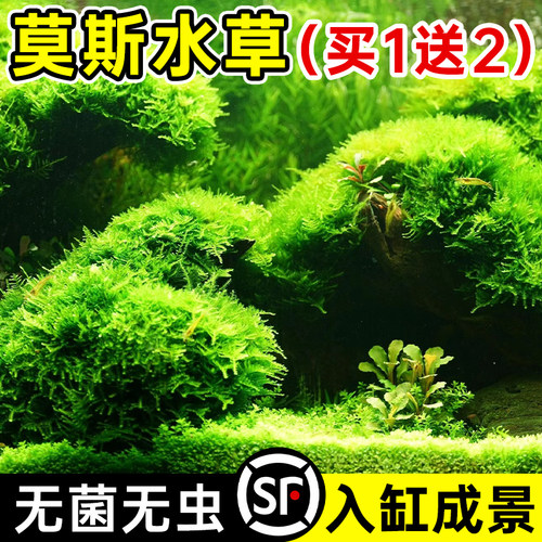 速发莫斯水草植物鱼缸造景摆件真质养鱼虾水绿净化莫斯树沉木生态