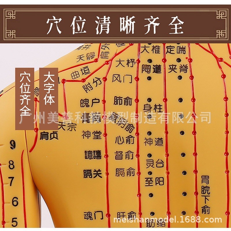 速发6M超清人体针灸穴位模型十二经络通铜色中医教具版男大