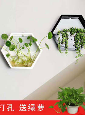 家居客厅b餐厅墙面装饰墙壁挂件水培植物绿萝创意壁挂花盆挂墙绿