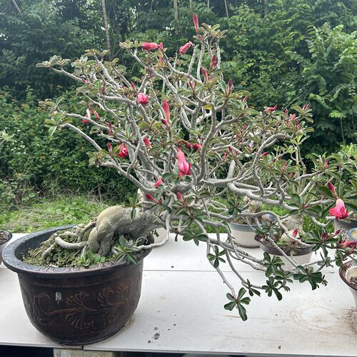沙漠玫瑰花k原生苗裸根 一物一拍
