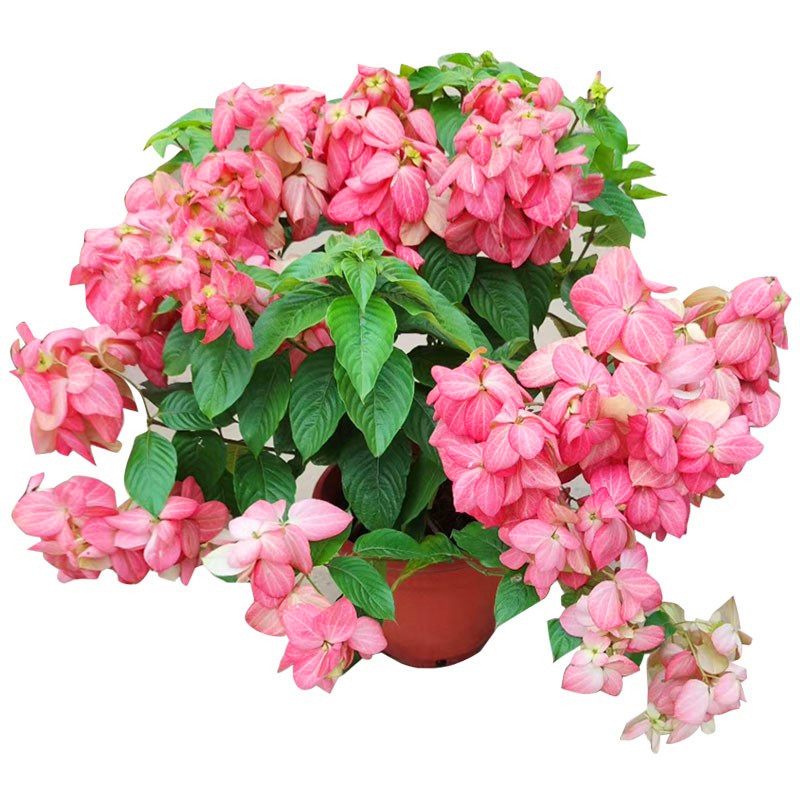 粉叶金花粉纸扇盆栽成品带u花苞阳台花园庭院花镜耐晒耐热木本花