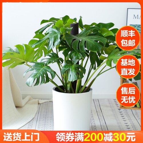 龟背竹大盆栽室内客厅好养水培植物D老桩大型绿植净化空气水养花