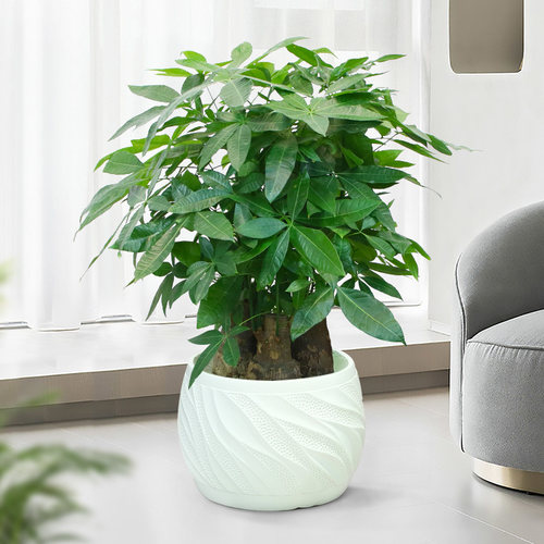 三杆发财树小盆栽室内客厅办公室桌面绿J植摆好养件招财步步高植