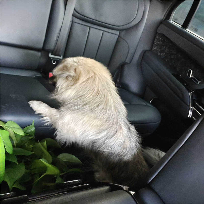 （议价）子6DR5215-0EG00-0AA0 阀门定位器