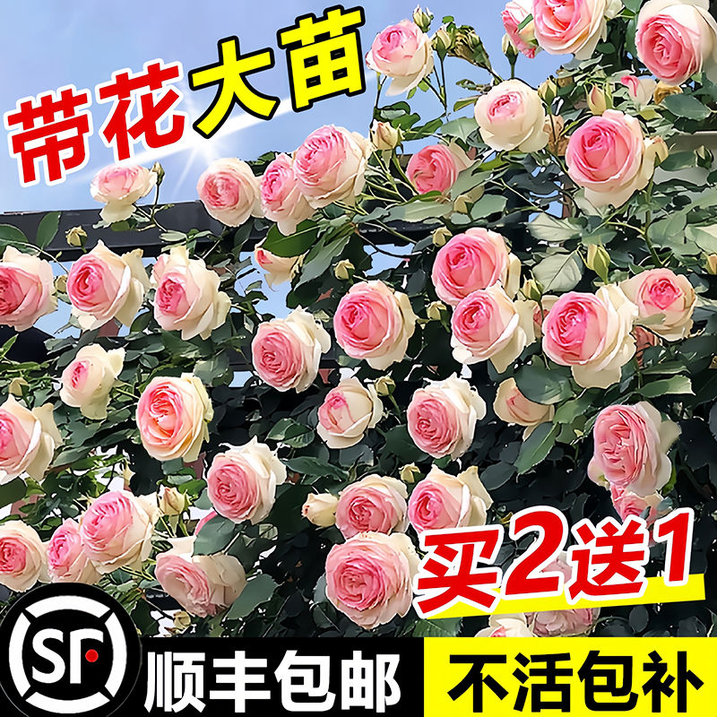 蔷薇花苗爬藤四季开花室外庭院耐寒藤本月季特大花卉玫瑰盆栽植物