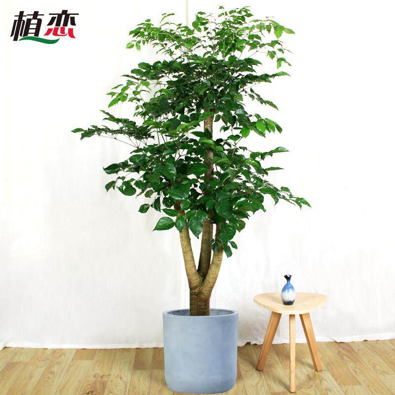 幸福绿树室内大盆景盆栽业送幸福树植物走廊前台开接待植礼 宁波