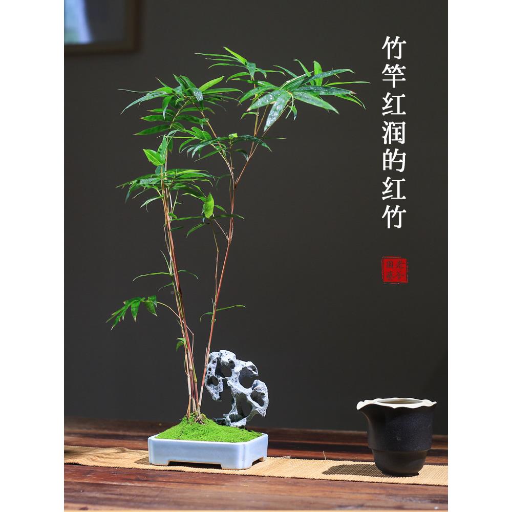 红竹竹EHX竹室内桌面竹子盆米栽茶室雅石盆创意景红观音庭院小竹