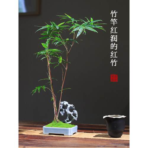红竹竹EHX竹室内桌面竹子盆米栽茶室雅石盆创意景红观音庭院小竹