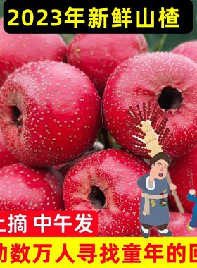 山楂山楂果新鲜精选特大生山楂鲜山楂新鲜糖葫芦农家现摘