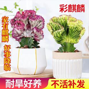 玉麒麟多肉植物盆栽室内办公桌面招财摆件龙骨彩麒麟绿植花卉盆景