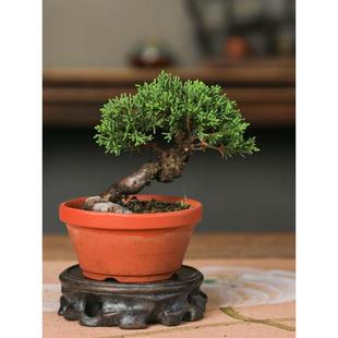常青茶桌办公室盆景摆件精致小品掌中宝盆栽柏树老桩 济州真柏四季