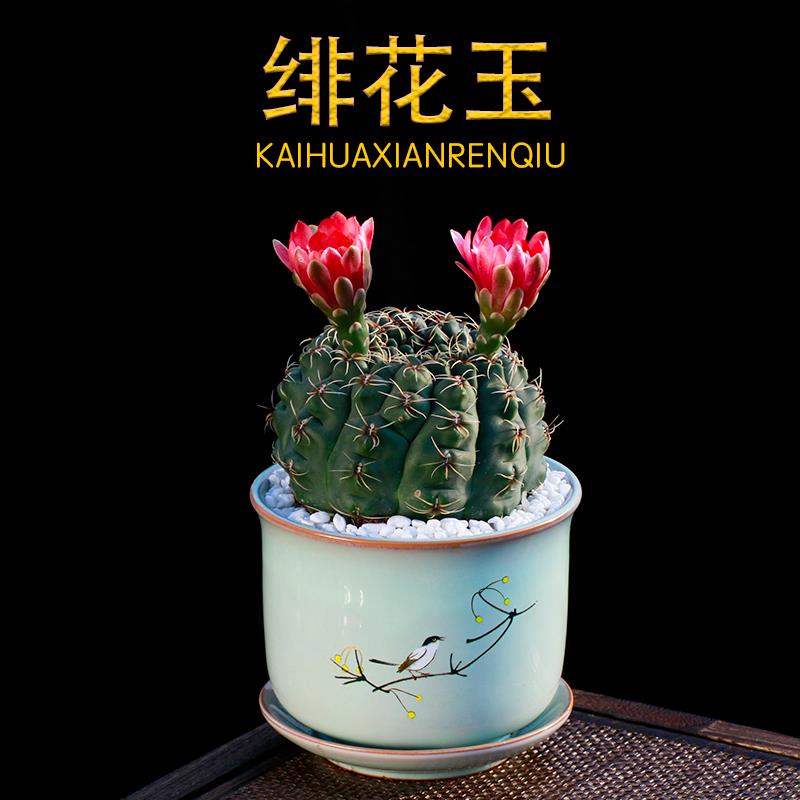 绯花玉开花仙人球带花苞仙人掌类多肉绿植物桌面花卉小盆栽