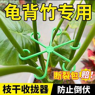 龟背竹防倒伏枝干收拢器艺花卉盆花支架水培植物透明花茎固定器批