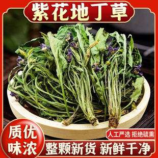 紫花地丁中药材正品官方旗舰店新鲜紫花犁头地丁草的功效与作用