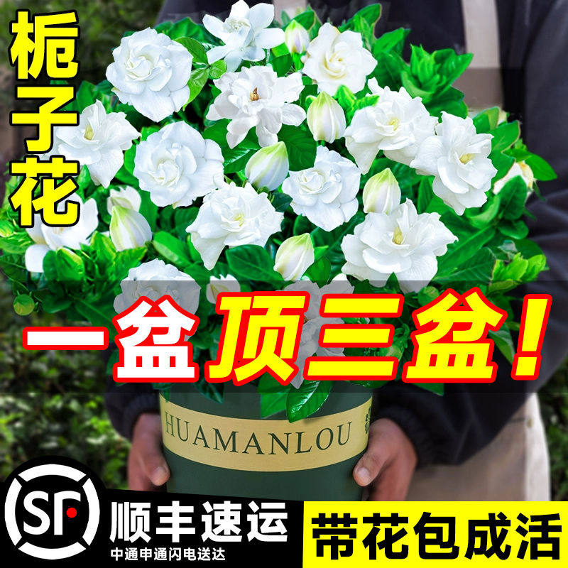 栀子花盆栽带花苞花卉植物阳台室内四季开桅子花茉莉花大树苗绿植
