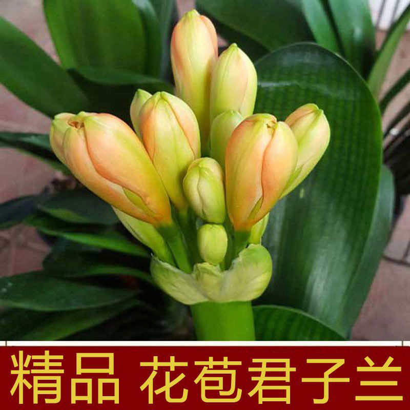 特惠开花君子兰盆栽带花苞花蕾大棵高档短叶室内客厅绿植花卉精