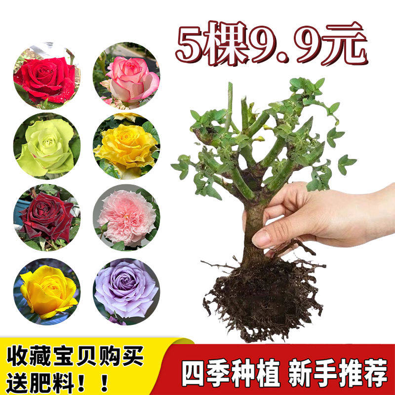 5棵9.9元月季花苗玫瑰老桩特大花卉树盆栽蔷薇室内外阳台四季开花