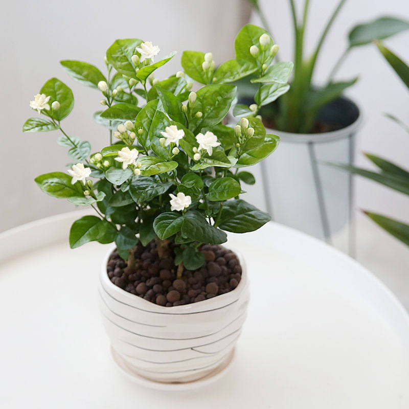 茉莉花盆栽带花苞四季观花植物开花不断室内驱蚊浓香净化空气绿植