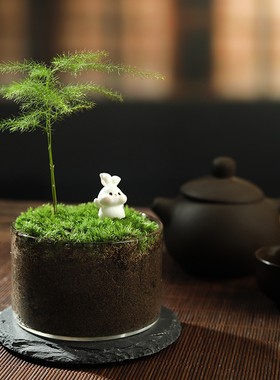 文竹创意桌面苔藓微景观室内绿植盆栽趣味懒人好养植物玻璃生态瓶