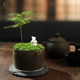 文竹创意桌面苔藓微景观室内绿植盆栽趣味懒人好养植物玻璃生态瓶