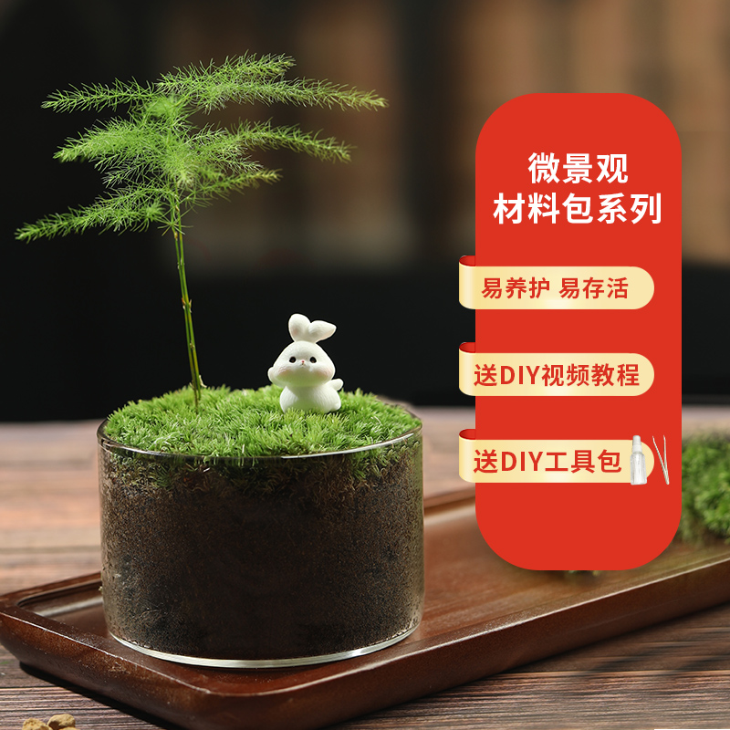 DIY趣味迷你桌面创意礼品苔藓