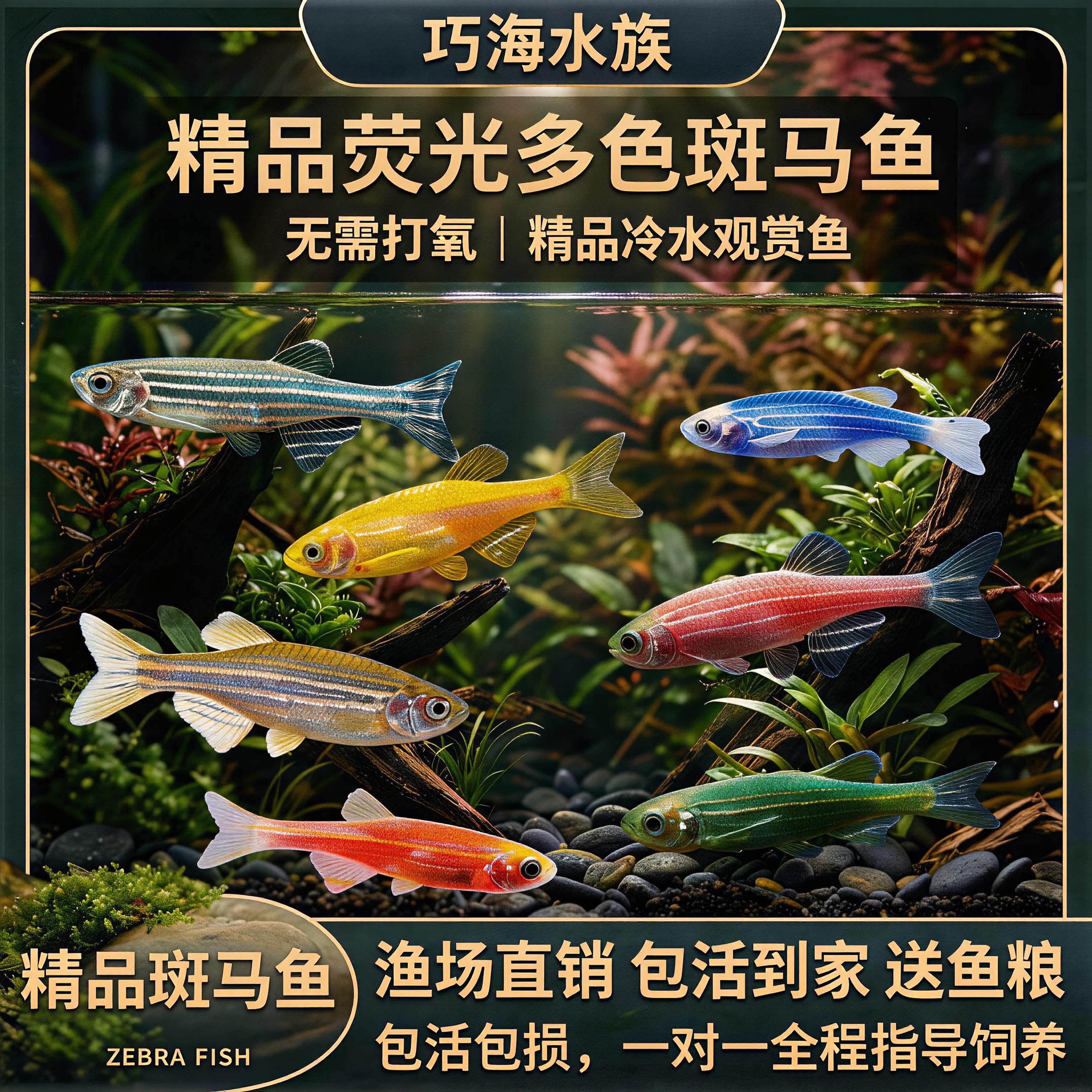 大号精品小型灯科荧光多色斑马鱼活体冷水观赏鱼无需打氧包活到家