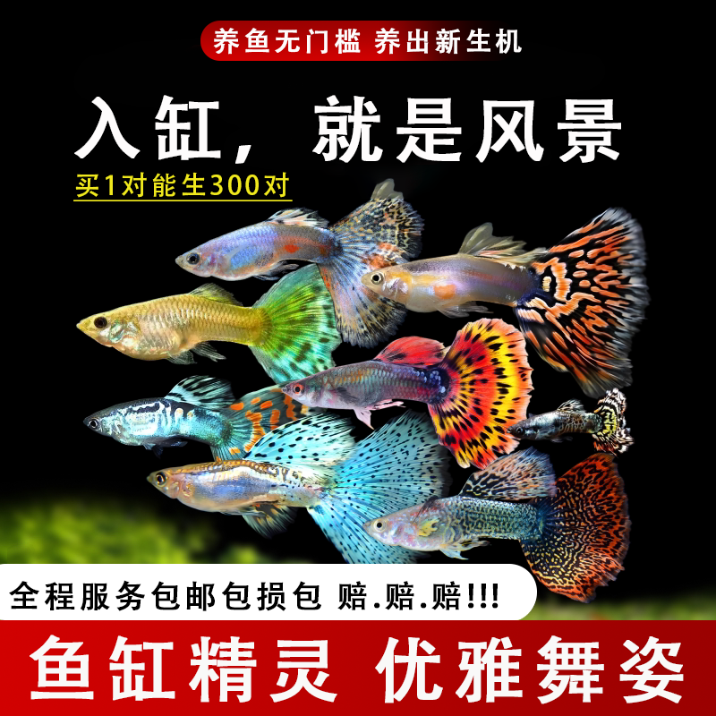 精品纯种临产孕母孔雀鱼大尾巴大肚观赏鱼杂袍好看养活配对孔雀鱼