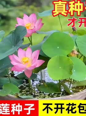 碗莲七彩荷花种子四季易养盆栽