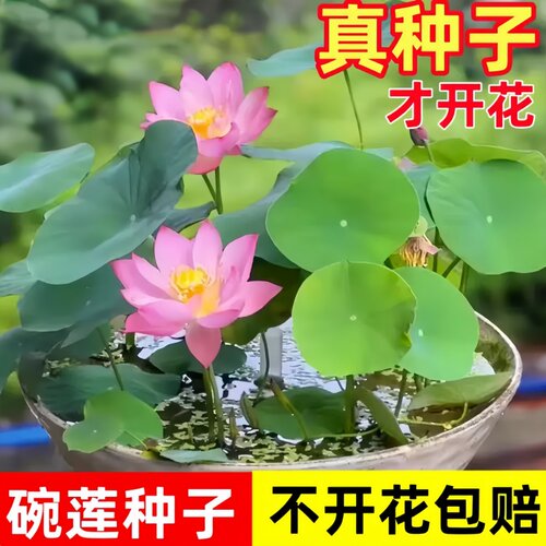 碗莲七彩荷花种子四季易养盆栽