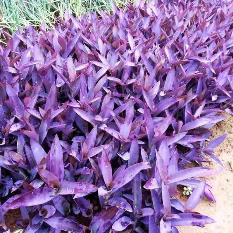 紫罗兰花卉盆栽紫露草紫竹梅盆栽紫色吊兰紫叶吊竹梅盆栽喜光好养