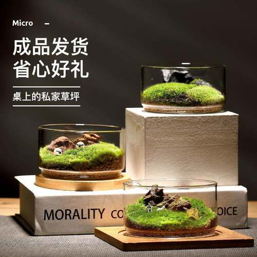 苔藓瓶苔藓闷好发货桌景面生态养