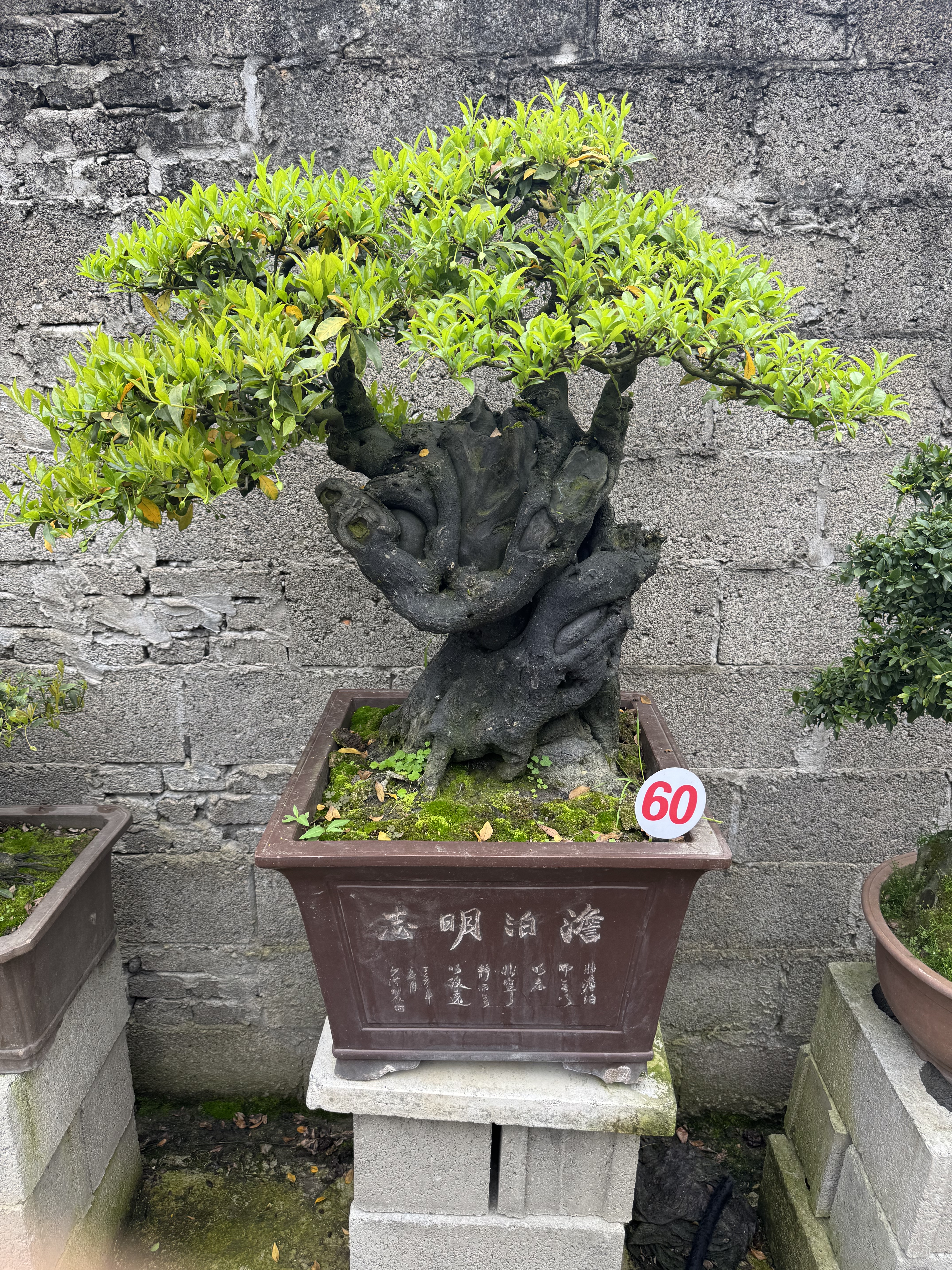 金弹子盆景原生母阳台庭院绿植成造型盆景