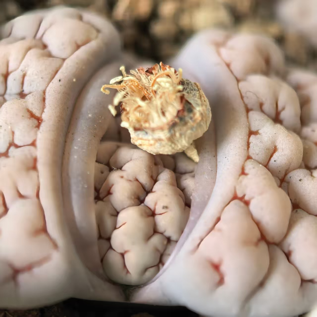 C189,种子，一脱苗，见详情。