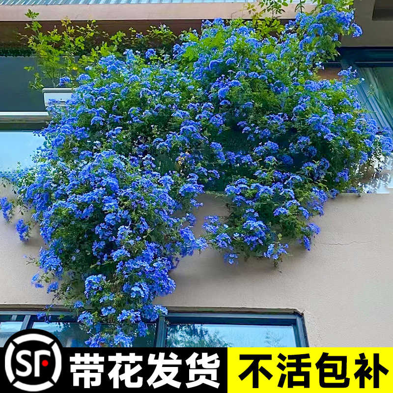 蓝雪花爬藤大苗庭院花卉盆栽特大棒棒糖耐热植物阳台藤本四季开花