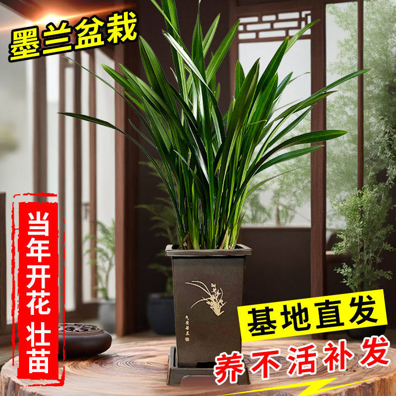 墨兰盆栽兰花带花苞精浓香企黑香兰君子兰花卉植物室内客厅绿植