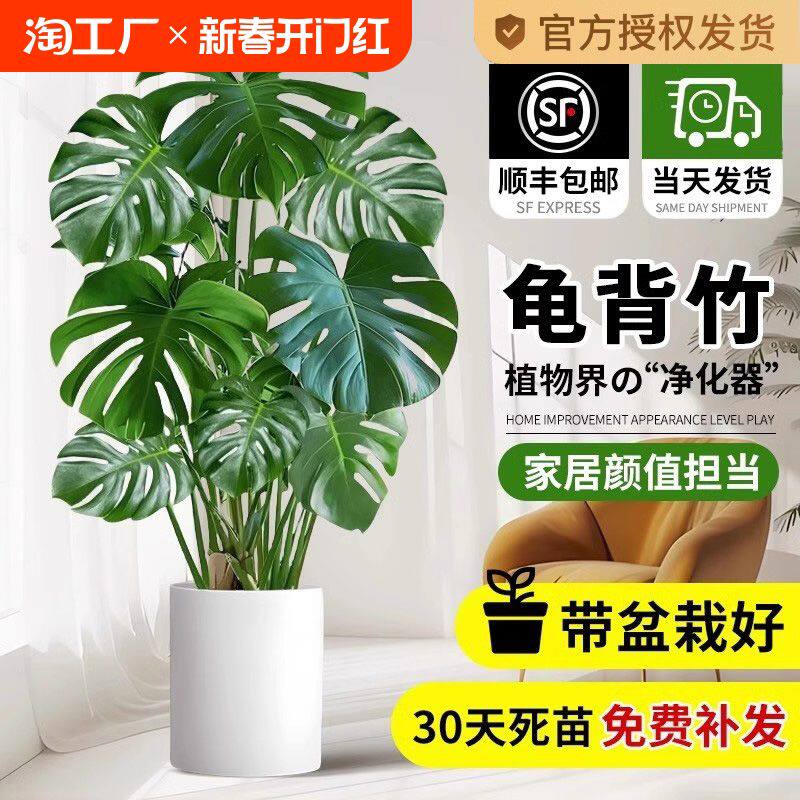 龟背竹客厅大盆栽老桩植物办公室大型绿植室内盆景净化空气吸甲醛