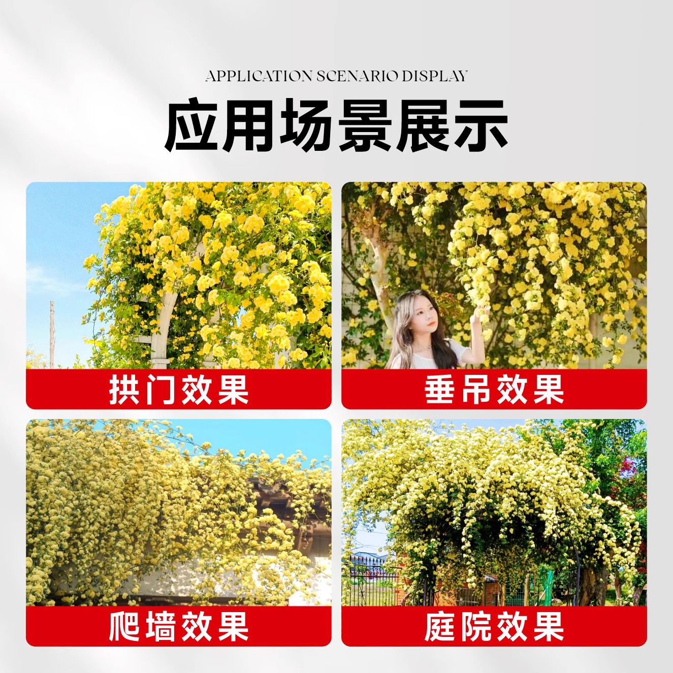 黄木香花苗爬藤老桩植物花卉红木香树苗阳台庭院蔷薇四季开花盆栽图片