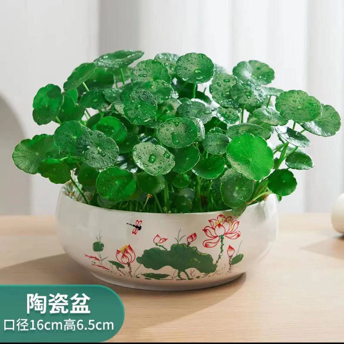 带叶铜钱草水培植物四季好养阳台桌面水养绿植金钱草室外花卉盆栽