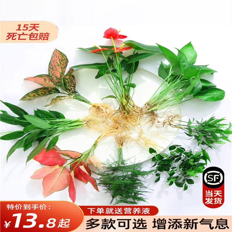 花卉盆栽水培植物室内花绿植四季水生好养活绿萝富贵文竹芋红