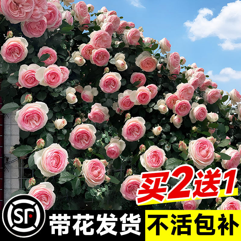 1米8母系大苗蔷薇花苗爬藤四季开花藤本月季爬藤植物室外花卉盆栽