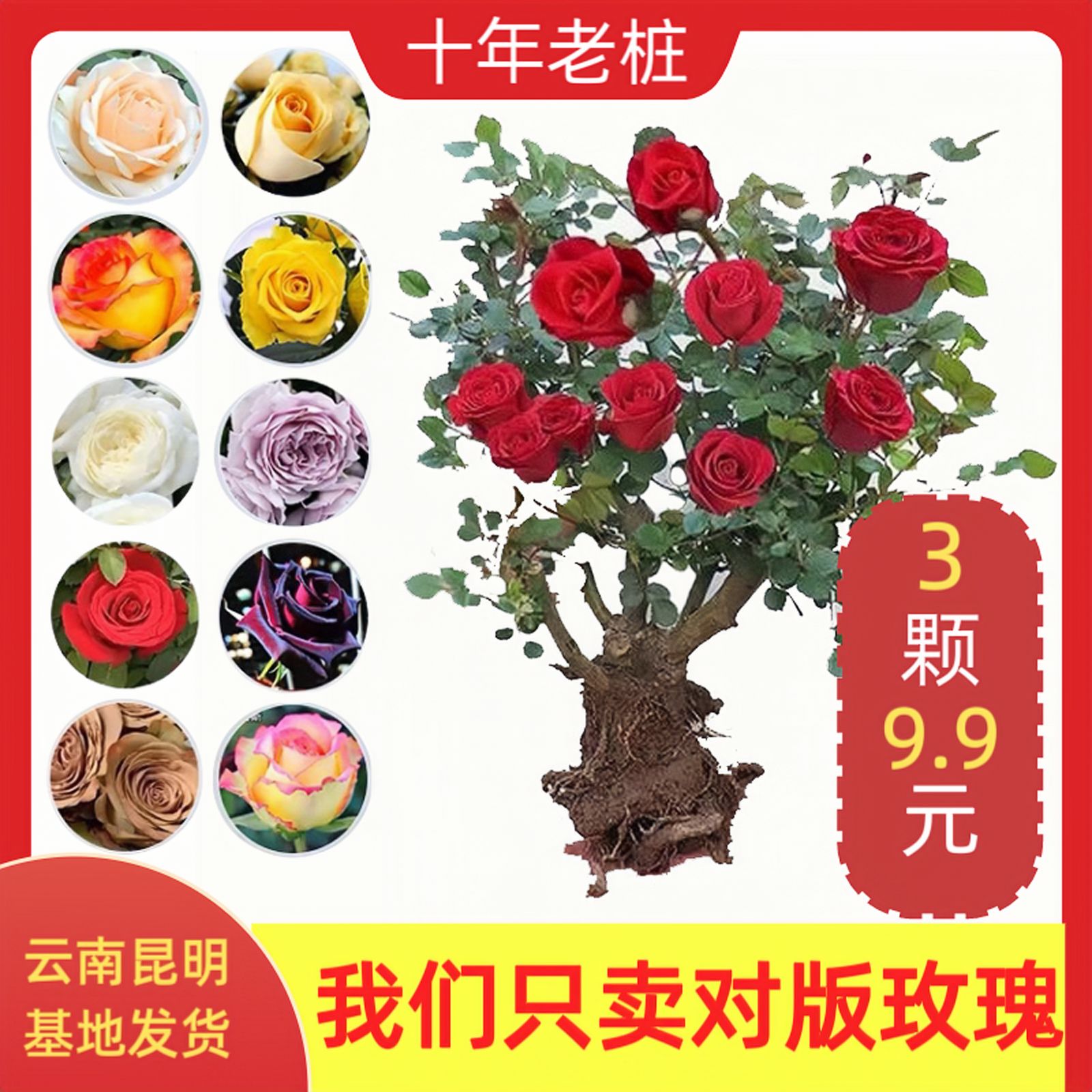 3颗云南玫瑰花苗老桩红玫瑰老根月季花苗四季开花特大花浓香花卉