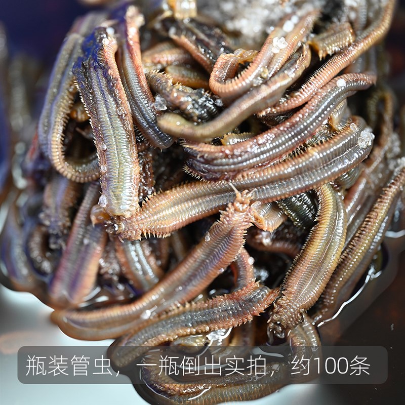 热销海钓鱼饵钓饵腌制管食管虫海蛆管食鱼食沙蚕黄三黄姑白姑黑头