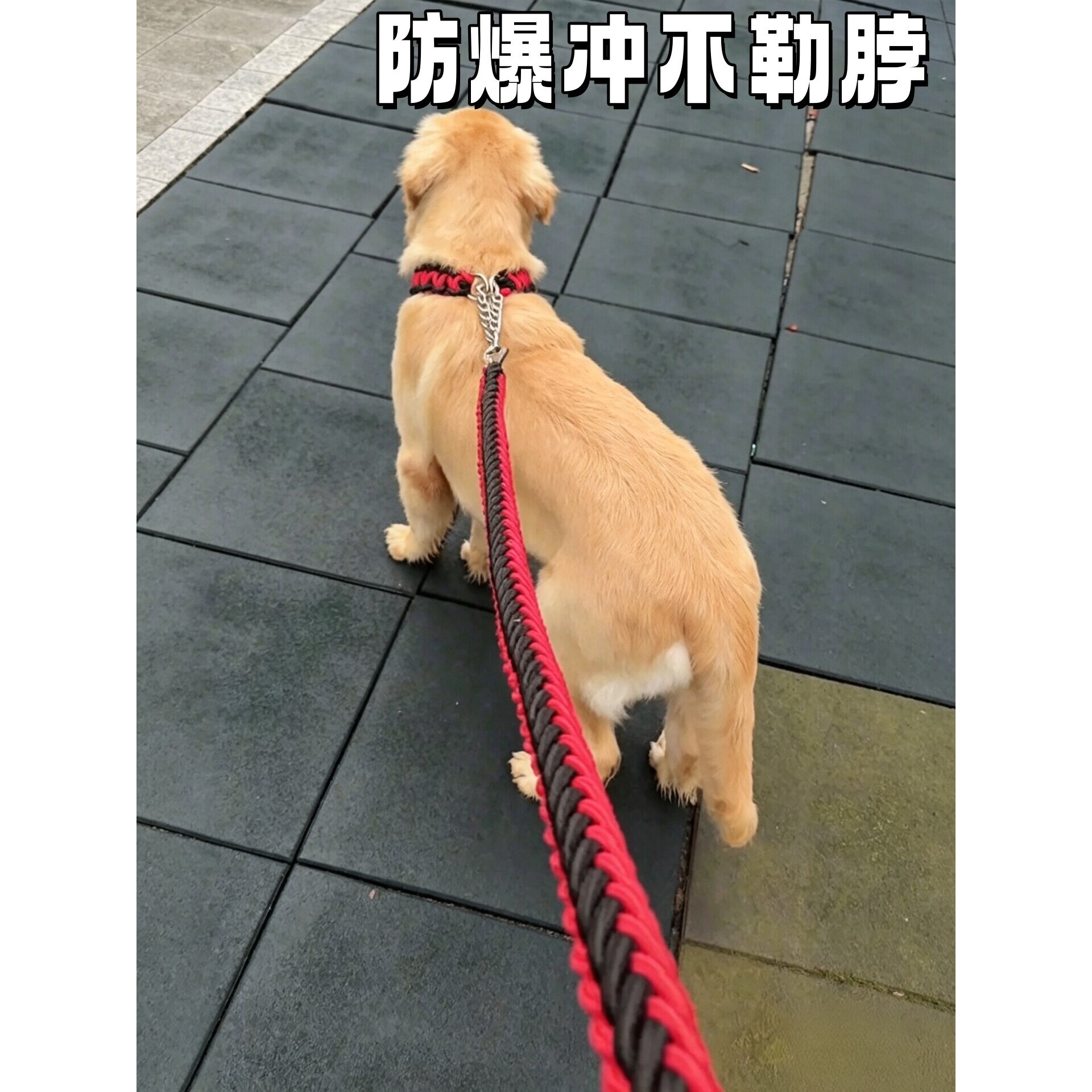 栓狗绳子防挣脱不勒脖大型犬防爆冲加粗款p绳狗狗外出项圈牵引绳